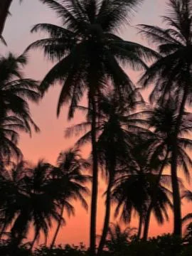 Blurred background, sunset by the coconut tree on the seashore. Defocused photo Foto stock