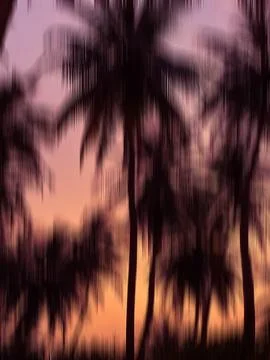 Blurred background, sunset by the coconut tree on the seashore. Defocused on the Stock Photos