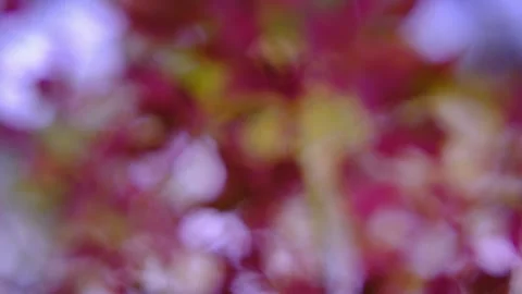 Blurred background surrounded by vibrant red autumn foliage Stock Footage 312285106