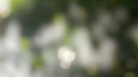 Blurred background texture with green nature theme Stock Footage 331591295
