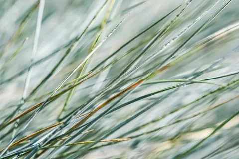 Blurred background, texture, pattern of blue green grass. Extreme bokeh with Stock Photos