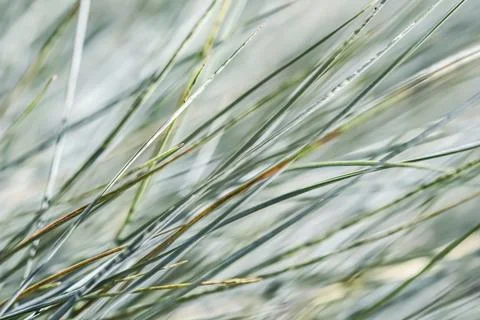 Blurred background, texture, pattern of blue green grass. Extreme bokeh with Stock Photos