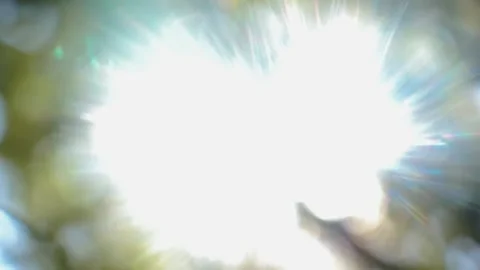 Blurred background of a tree up close with the reflection of the sun Stock Footage 252137534