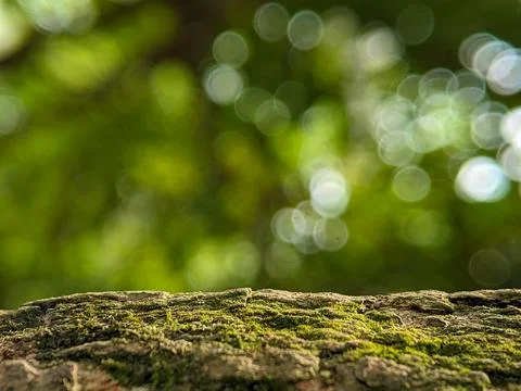 A blurred background with tree trunks Stock Photos