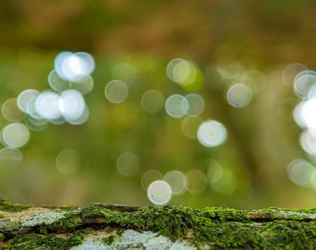 A blurred background with tree trunks Stock Photos
