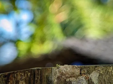 A blurred background with tree trunks Stock Photos