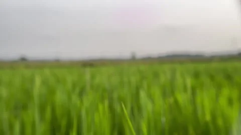 Blurred background view of rice field area. Stock Footage 305160027