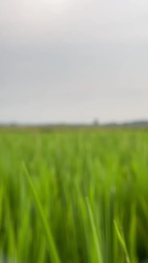 Blurred background view of rice field area. Stock Footage 305160028