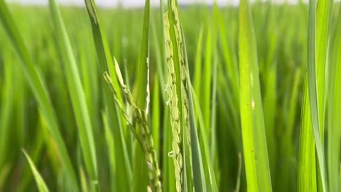 Blurred background view of rice field area. Video stock 305160029