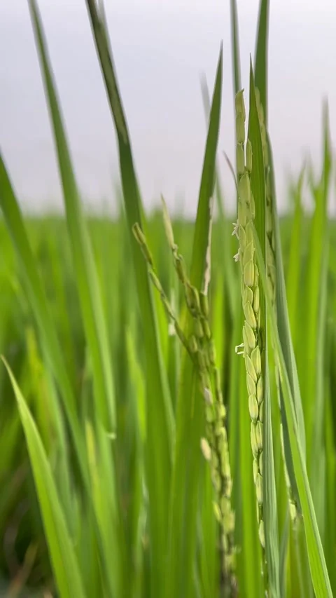 Blurred background view of rice field area. Video stock 305160047