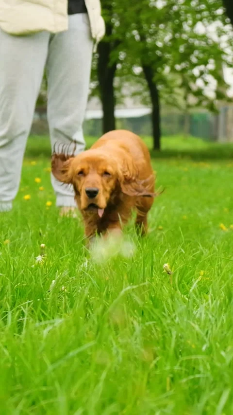 Blurred background with walking dog, red english cocker spaniel. Stock Footage 241683568