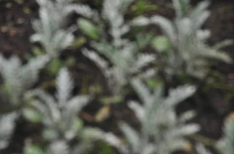 Blurred background of white flowers. Openwork leaves of cineraria. Stock Photos