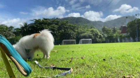 Blurred background white puppy dog pomeranian sniffing ground grass Video stock 282956404