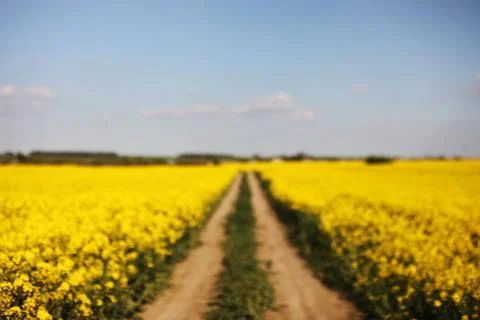 Blurred background of yellow rapeseed on a background of the sky. selective f Stock Photos