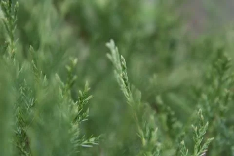 Blurred background of young branches of arborvitae. Fragment of a hedge. Stock Photos