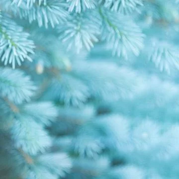 Blurred background of young branches of blue spruce in the colors of the 2020 Stock Photos
