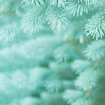 Blurred background of young branches of blue spruce in the colors of the 2020 Stock Photos