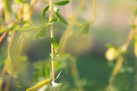 Blurred background of young branches of willow with leaves and buds swaying i Stock Photos