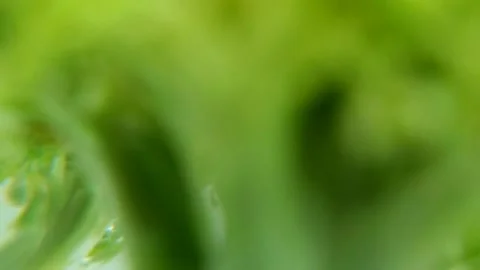 Blurred background,green broccoli in water Stock Footage 252597915