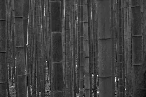 Blurred bamboo in bamboo forest in black and white style Stock Photos