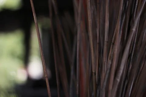 Blurred bamboo Stock Photos