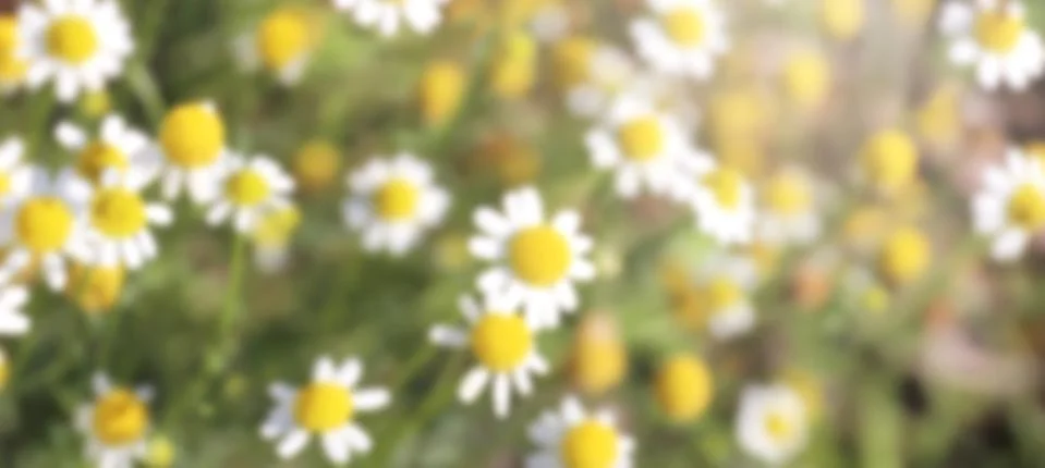 Blurred Banner Background of Tiny White and Yellow Daisy Flowers in Summer Ga Stock Photos