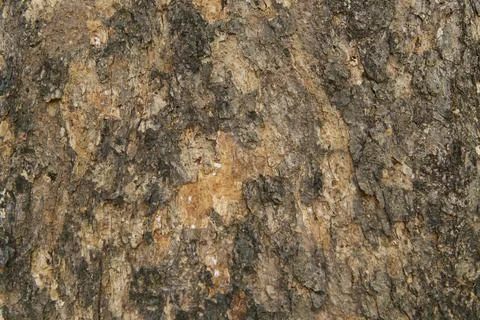 Blurred Bark pattern is seamless texture from tree. For backgrou 스톡 사진