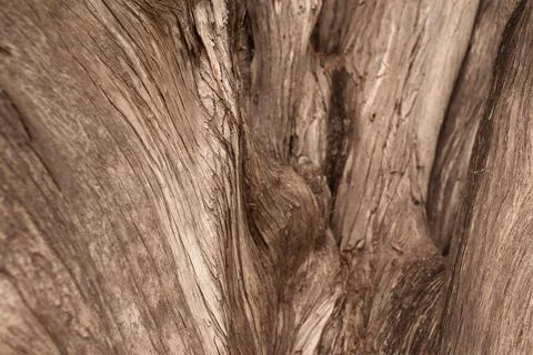 Blurred bark texture background. Bald cypress closeup. Abstract composition Stock Photos