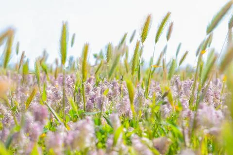 Blurred beautiful summer background fields of herb, pink flowers and spikelet Stock Photos
