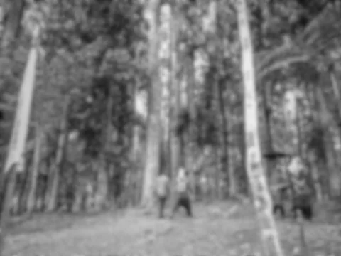 Blurred, Beautiful view at Madapi Forest Curup 스톡 사진