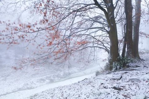 Blurred beech in winter mountains Foto stock