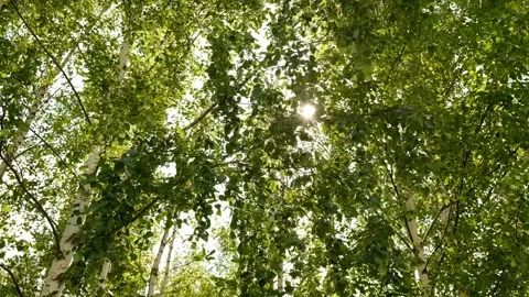 Blurred birch leaves fluttering in wind. Sunlight filters through leaves.  Stock Footage 312866560