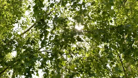 Blurred birch leaves fluttering in wind. Sunlight filters through leaves.  Stock Footage 312866562