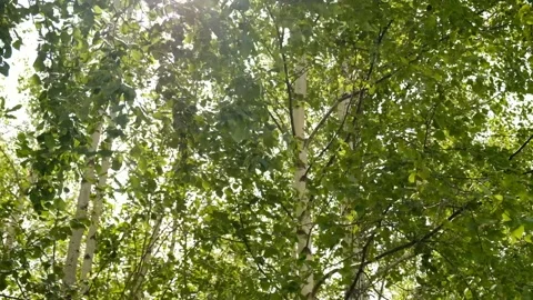 Blurred birch leaves fluttering in wind. Sunlight filters through leaves.  Stock Footage 312866563