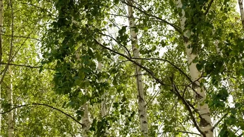 Blurred birch leaves fluttering in wind. Sunlight filters through leaves.  Stock Footage 312866566