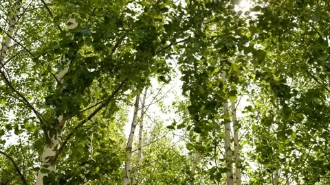 Blurred birch leaves fluttering in wind. Sunlight filters through leaves.  Stock Footage 312866568