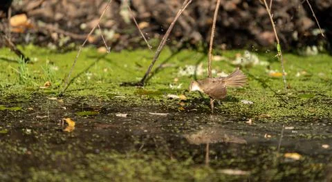 Blurred bird taking a bath on a brach near the river Stock-Fotos