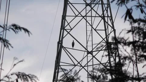 Blurred black and white image of a bird perched on an electric pole Stock Photos