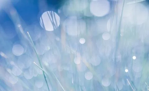 Blurred blue background. Soft focus ornamental grass with water drop. Stock Photos