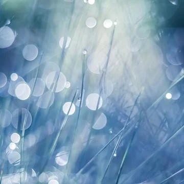 Blurred blue background. Soft focus ornamental grass with water drop. Stock Photos
