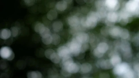 Blurred bokeh and lights of green leaves in a forest Stock Footage 78132984