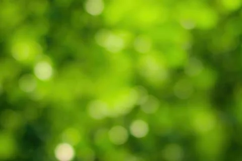 Blurred bokeh background image of bright green foliage in spring or summer. Stock Photos