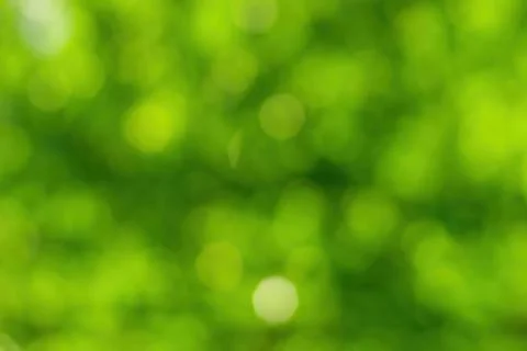 Blurred bokeh background image of bright green foliage in spring or summer. Stock Photos
