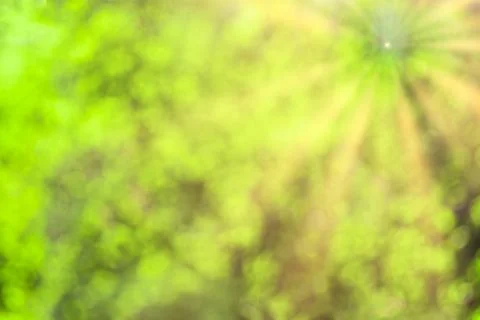 Blurred bokeh background image of bright green foliage and sunbeams in spri.. Stock Photos