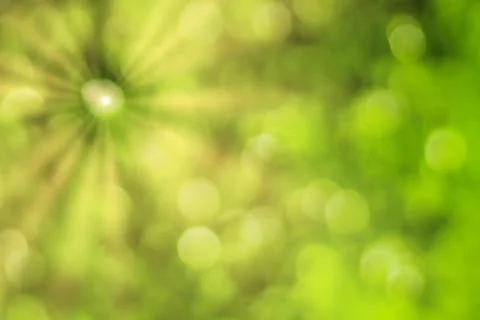 Blurred bokeh background image of bright green foliage and sunbeams in spri.. Stock Photos