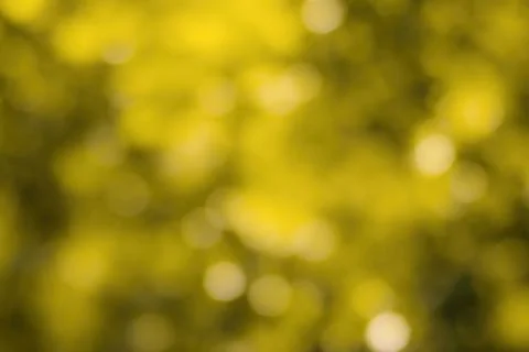 Blurred bokeh background image of bright yellow foliage in golden autumn. Stock Photos