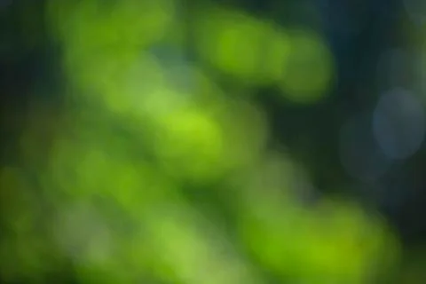 Blurred bokeh effect on a background of green tree leaves Stock Photos