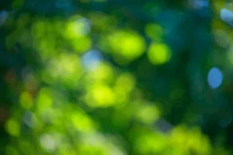 Blurred bokeh effect on a background of green tree leaves Stock Photos