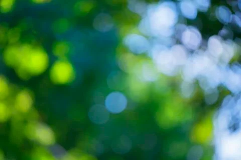 Blurred bokeh effect on a background of green tree leaves Foto stock