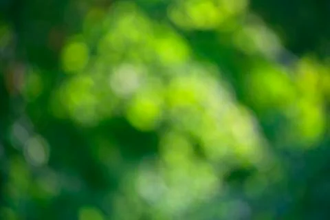 Blurred bokeh effect on a background of green tree leaves Foto stock